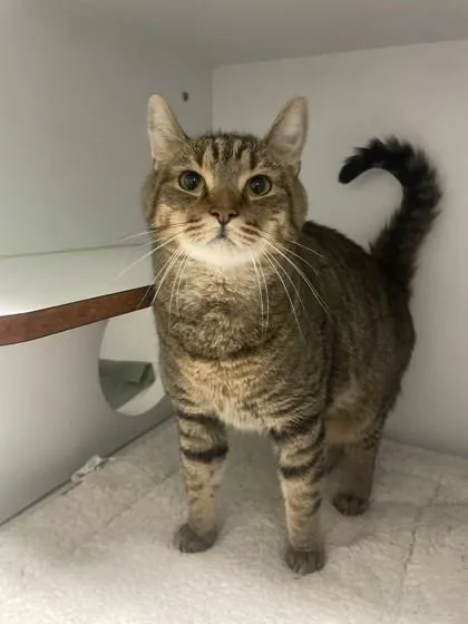 An adult small-sized male Domestic Short Hair cat named Thor for adoption in Lawrenceville, GA