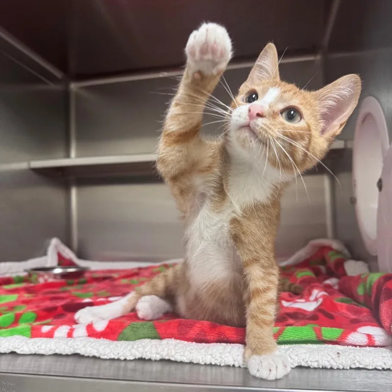 A baby small-sized male Orange / Red Domestic Short Hair cat named Gavriel for adoption in Middleburg, FL