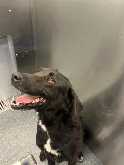 An adult medium-sized female Mixed Breed dog named Coco for adoption in Dallas, TX