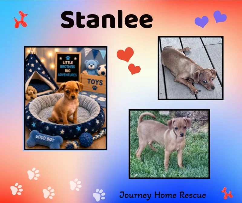 A young small-sized male Golden Chihuahua dog named Stanlee for adoption in East Wenatchee, WA
