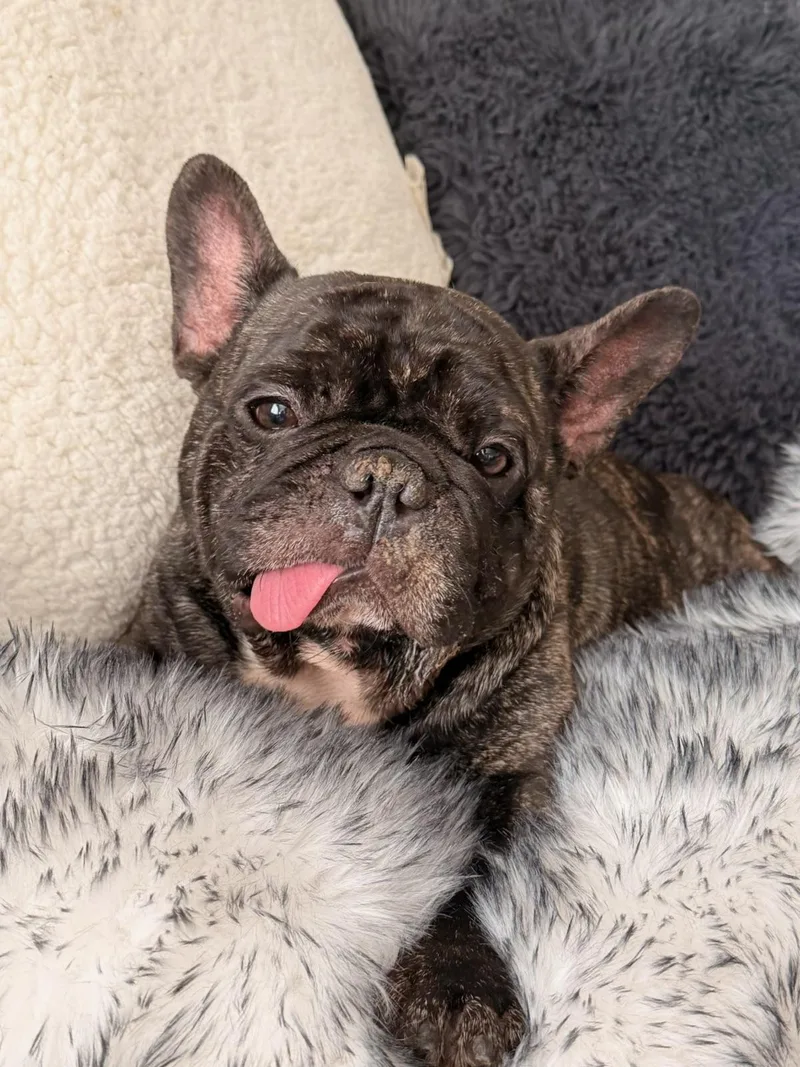 An adult small-sized male French Bulldog dog named Stitch SWEET BOY for adoption in North Freedom, WI