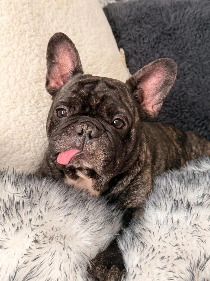 Stitch SWEET BOY thumbnail 2