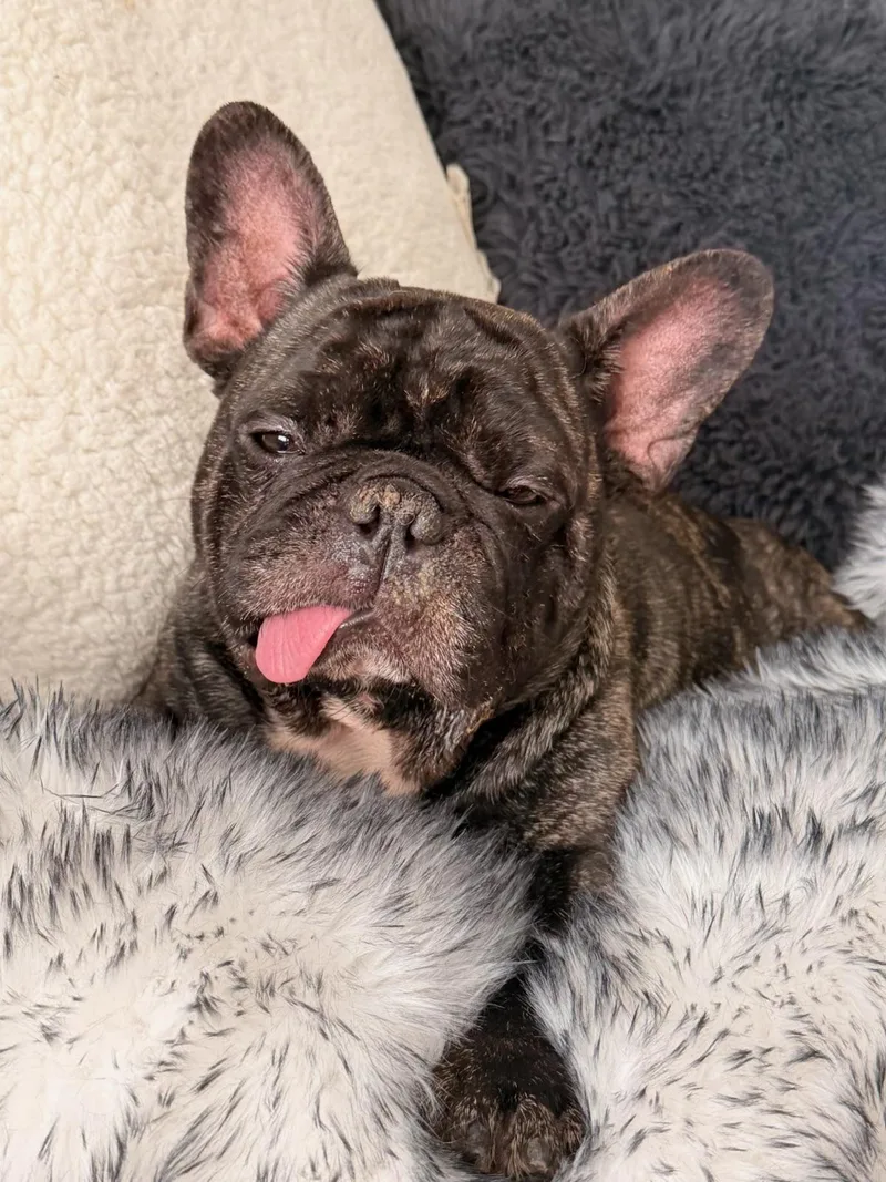 Stitch SWEET BOY thumbnail 3