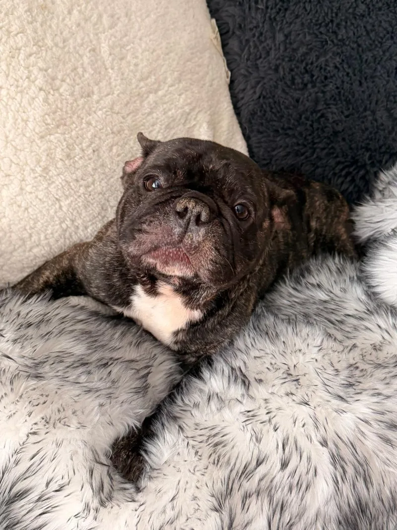 Stitch SWEET BOY thumbnail 4