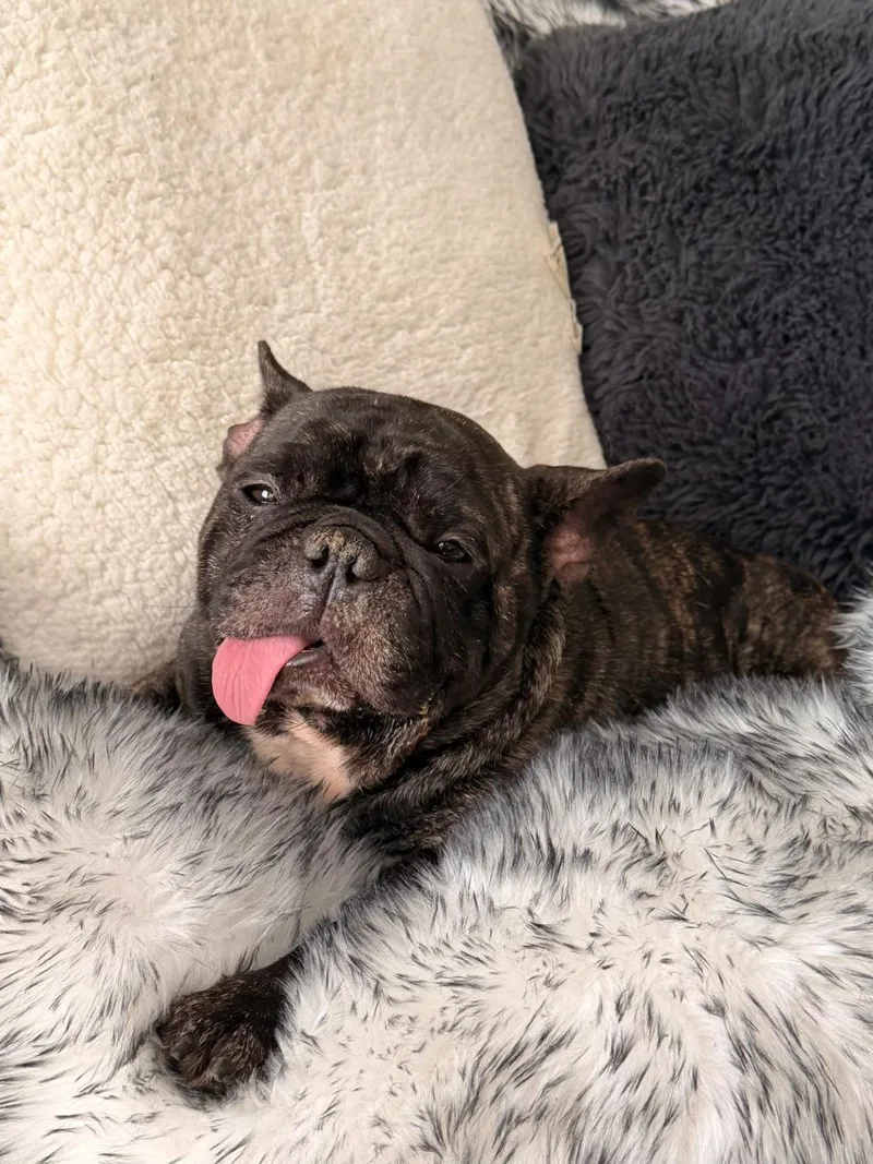 Stitch SWEET BOY thumbnail 5
