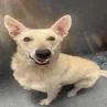 An adult small-sized female White / Cream White German Shepherd dog named Snowy for adoption in Lakewood, CO