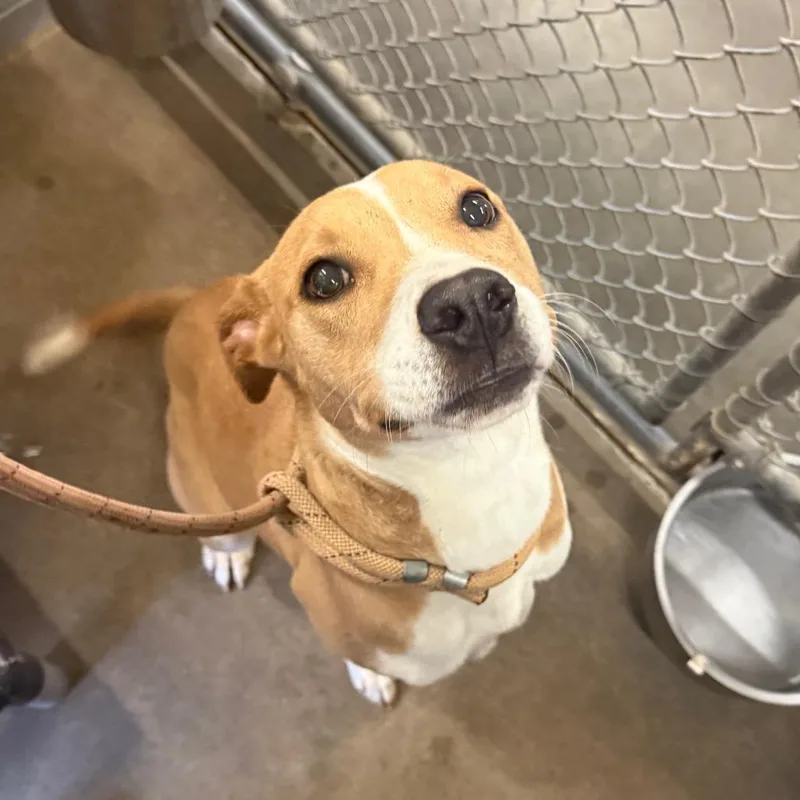 An adult medium-sized female Yellow / Tan / Blond / Fawn Mixed Breed dog named Karissa for adoption in Sand Springs, OK