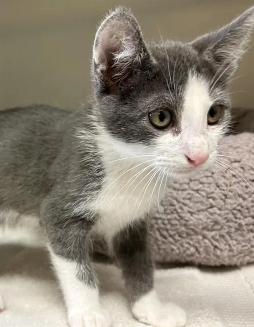 A baby medium-sized male Domestic Short Hair cat named Henry for adoption in Salinas, CA