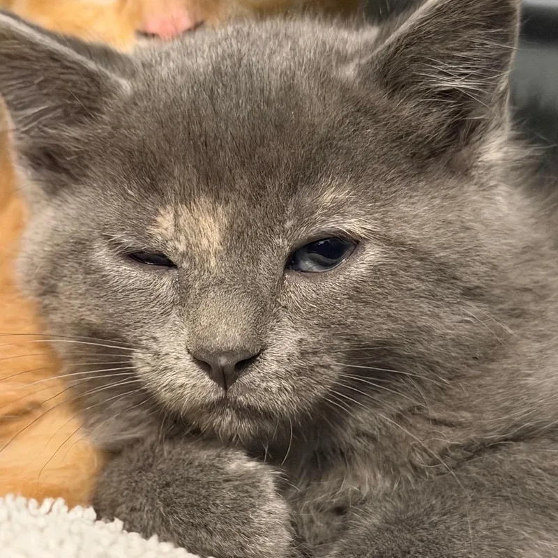 A baby small-sized female Tortoiseshell Domestic Short Hair cat named Lolo for adoption in Idaho Falls, ID