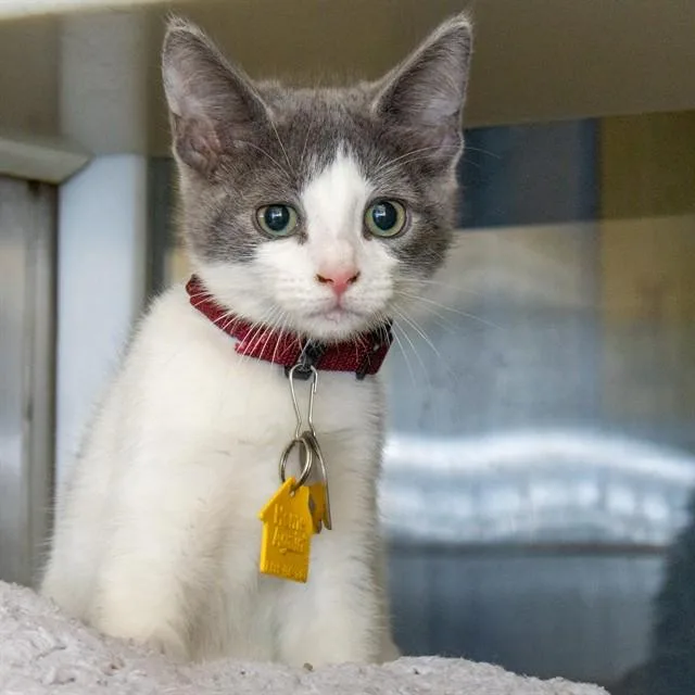 A baby small-sized female Domestic Short Hair cat named Rotini for adoption in St. Louis, MO