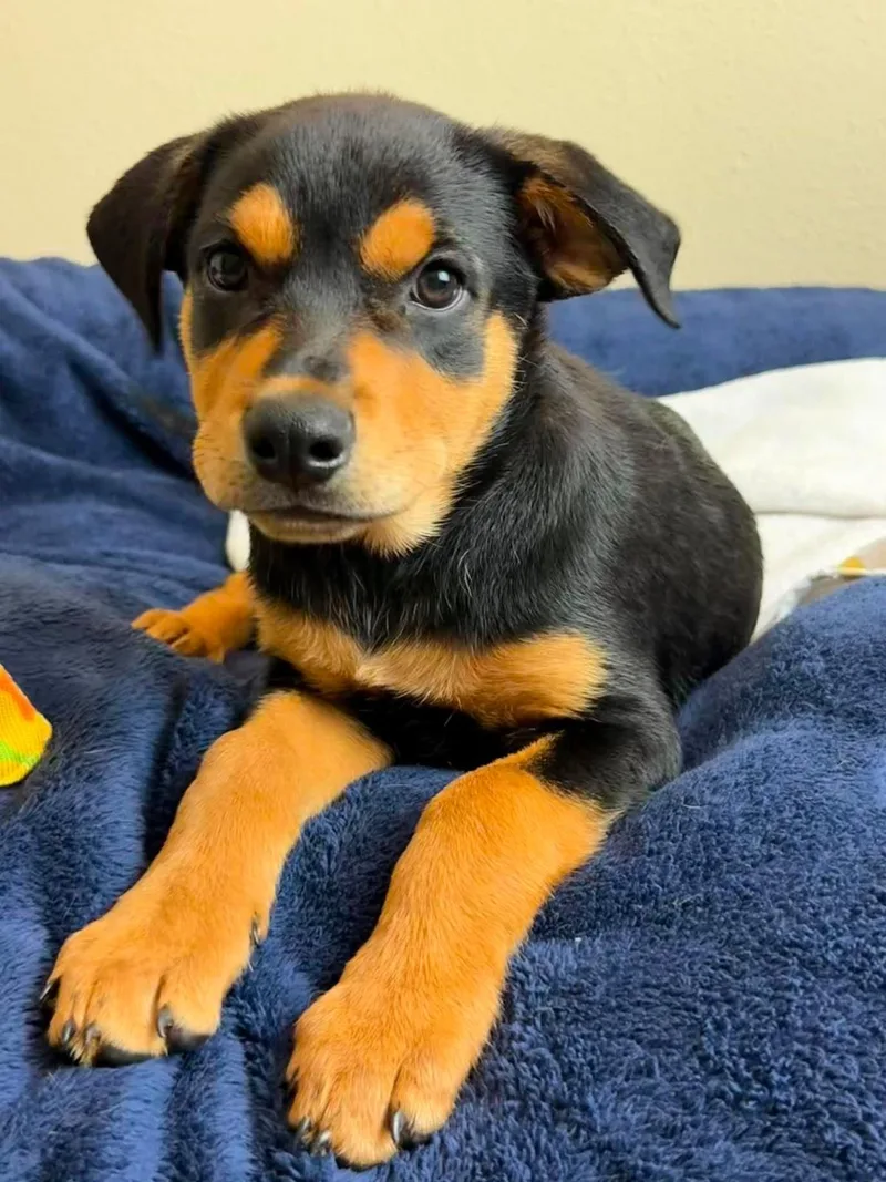 An adult medium-sized female Rottweiler dog named Rose for adoption in Rockwall, TX