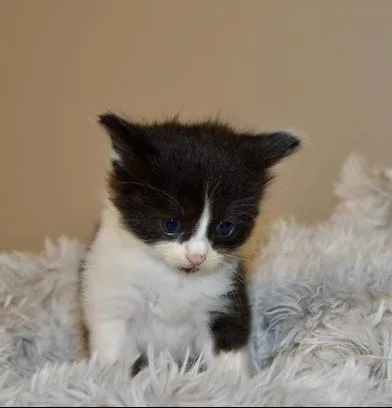 A baby medium-sized female Black & White / Tuxedo Domestic Long Hair cat named Boom Boom for adoption in Liverpool, TX