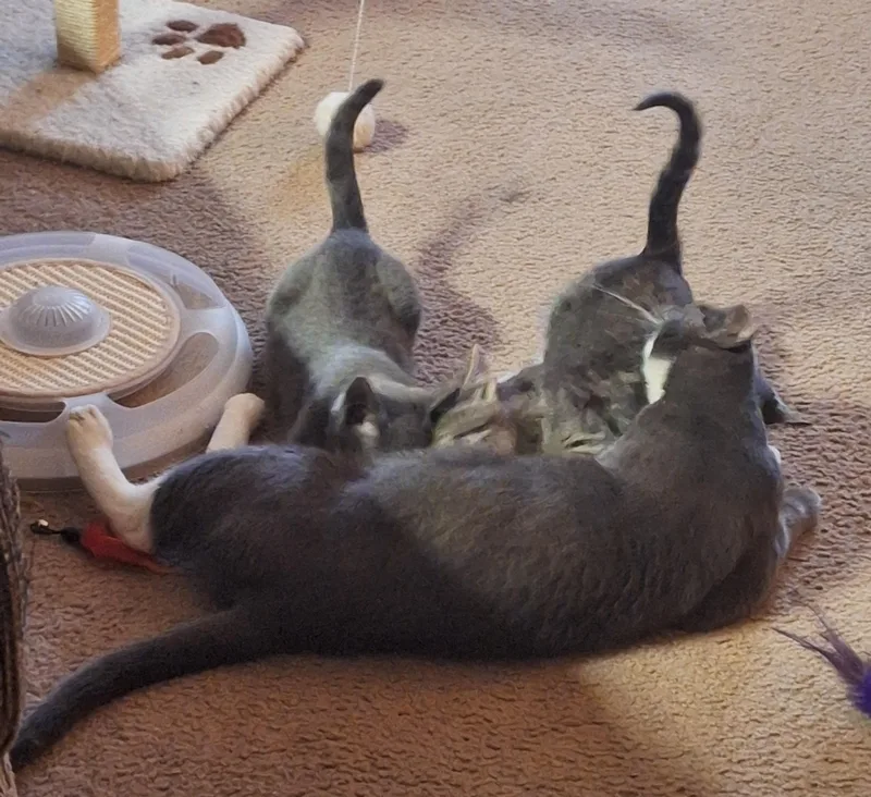 A baby medium-sized female Domestic Short Hair cat named Misty for adoption in Reno, NV