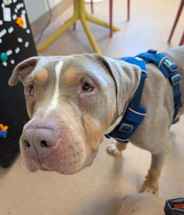 An adult large-sized male Pit Bull Terrier dog named Hash Brown for adoption in Santa Rosa, CA