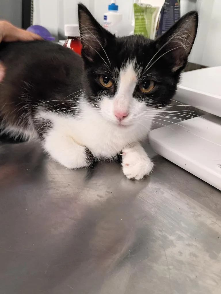 A baby medium-sized male Domestic Short Hair cat named Elvis silo for adoption in Pierceton, IN
