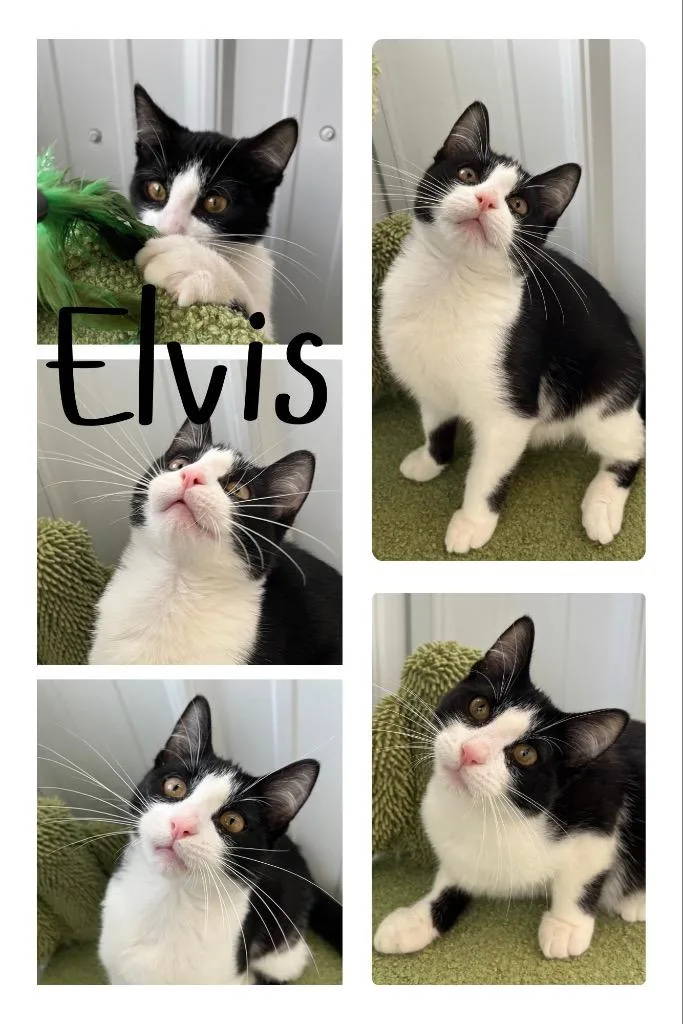 Elvis silo thumbnail 2