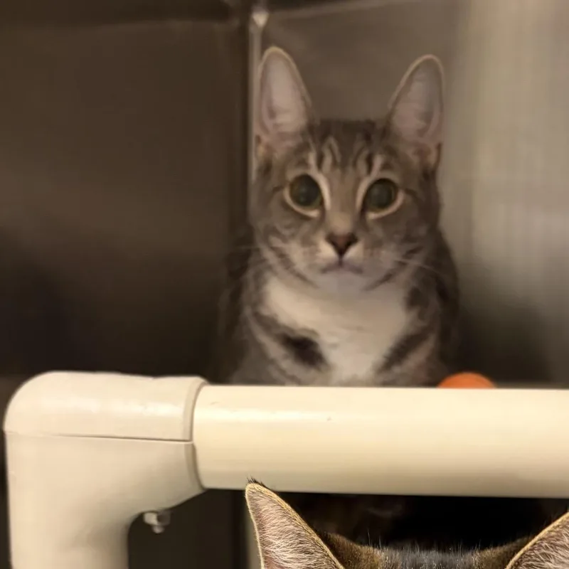 A young medium-sized female Gray / Blue / Silver Domestic Short Hair cat named Daisy for adoption in Pasadena , MD