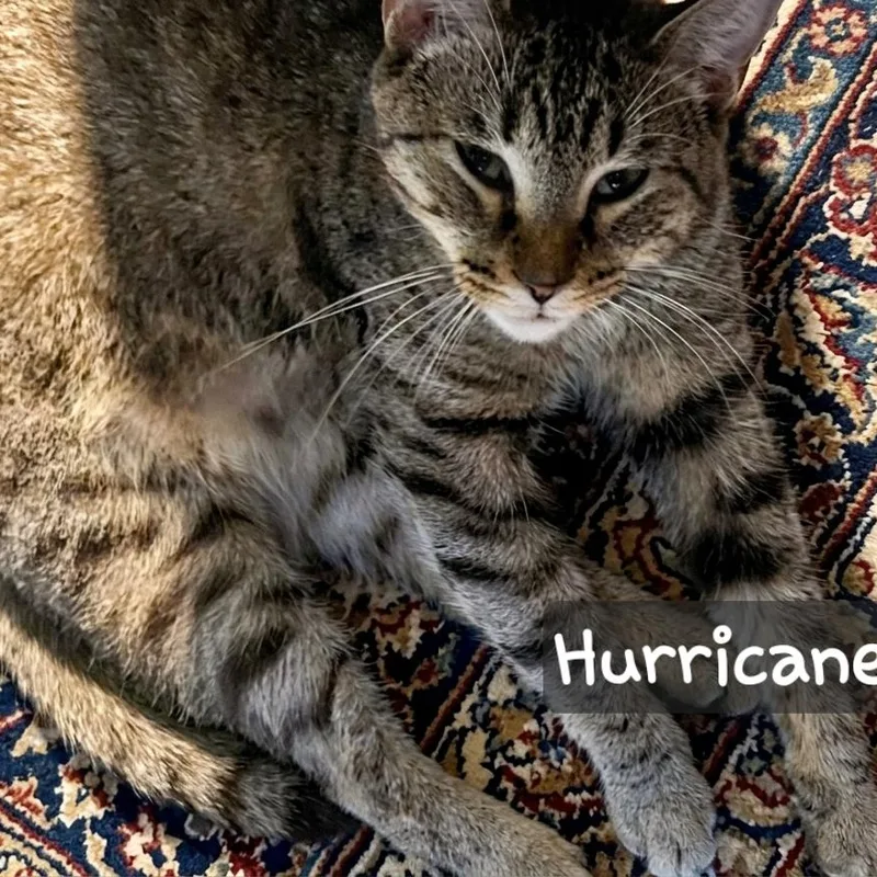 A young medium-sized female Tabby (Buff / Tan / Fawn) Tabby cat named Hurricane for adoption in Dallas, TX
