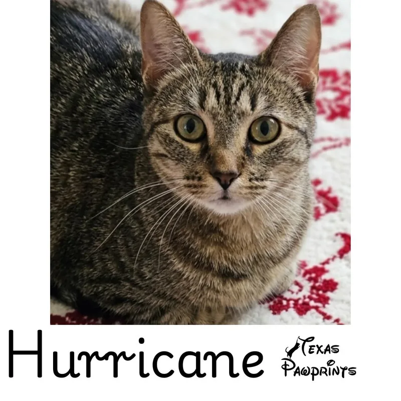 Hurricane thumbnail 2