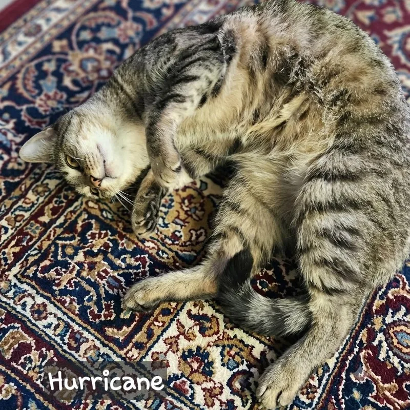 Hurricane thumbnail 3