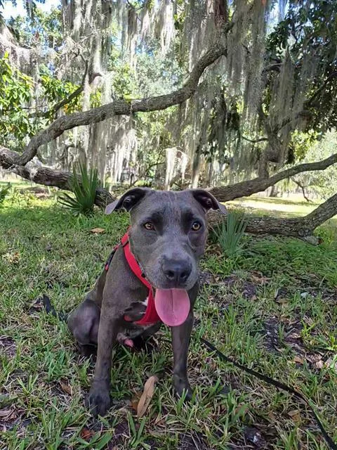 An adult small-sized male American Bulldog dog named Rodeo for adoption in Brunswick, GA