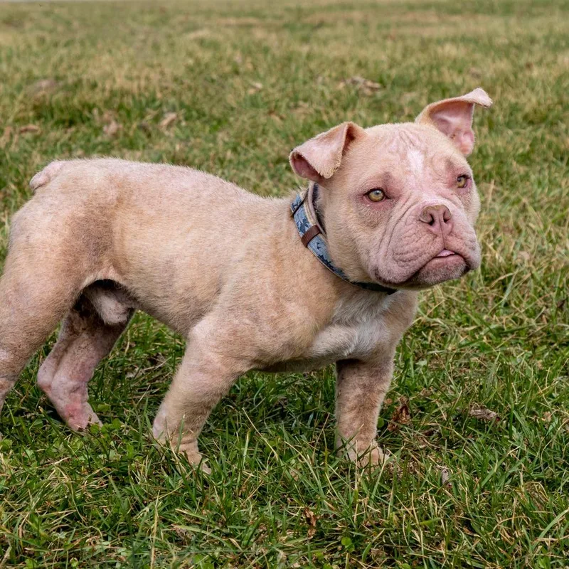 An adult medium-sized male Yellow / Tan / Blond / Fawn Mixed Breed dog named Otis for adoption in Troy, IL