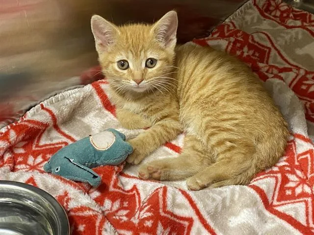 A baby small-sized female Domestic Short Hair cat named Peach for adoption in Tustin, CA