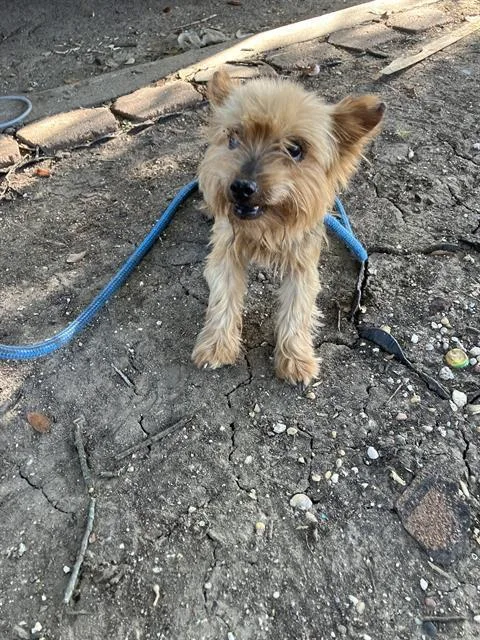 A young small-sized female Mixed Breed dog named Molly for adoption in Dallas, TX