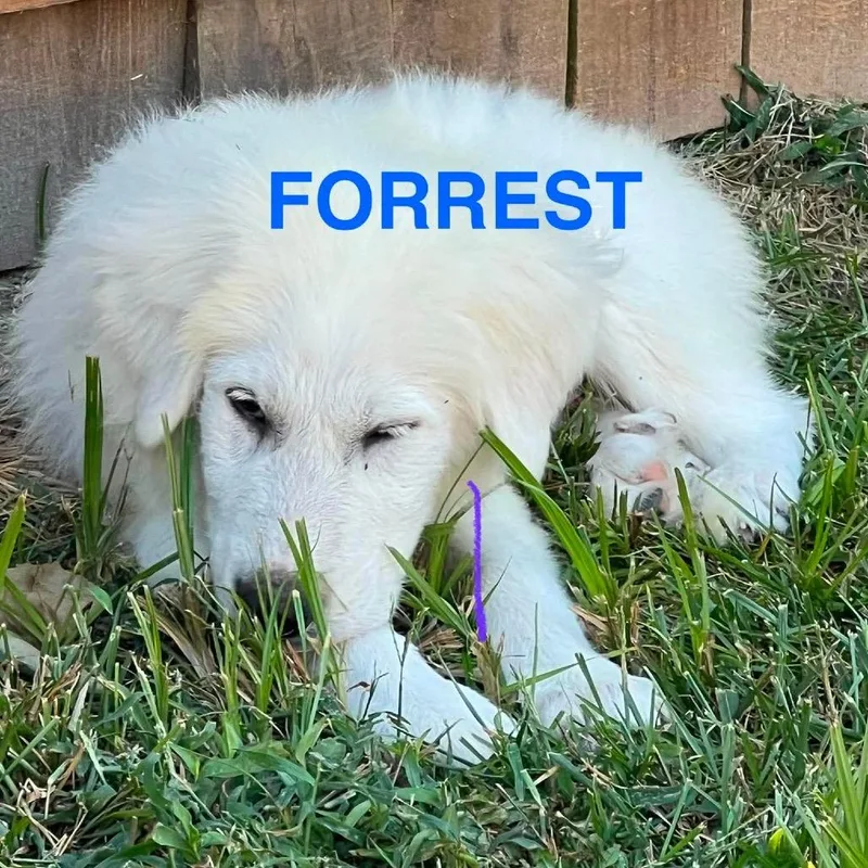 Forrest thumbnail 2