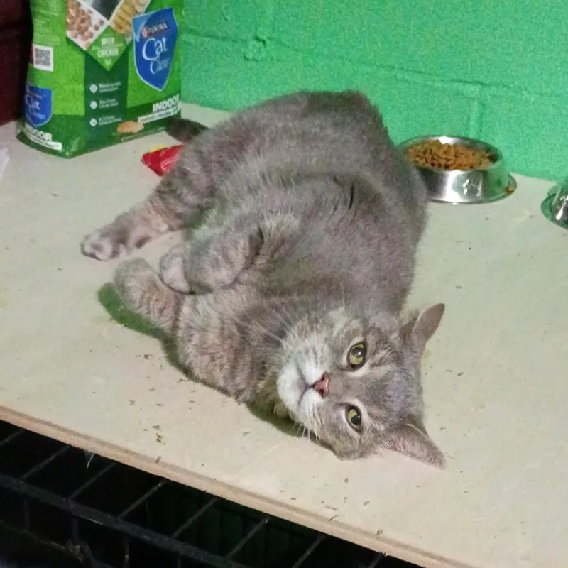 A senior medium-sized female Tabby (Gray / Blue / Silver) Tabby cat named Hecate for adoption in Oswego, NY