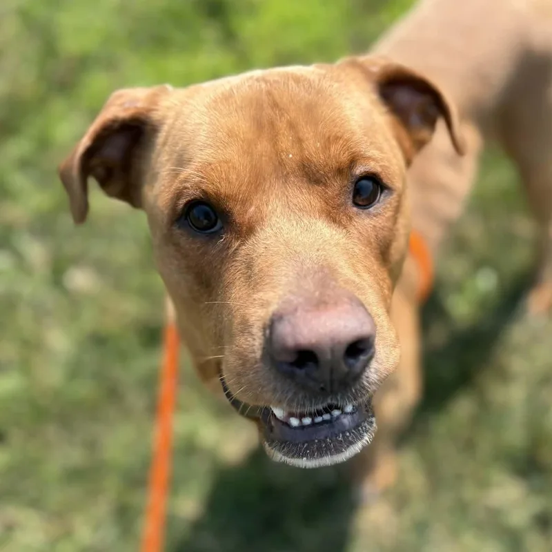 A young large-sized male Terrier dog named Rusty for adoption in North Syracuse, NY