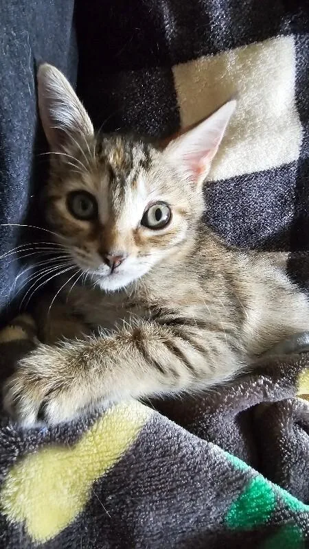 A baby medium-sized female Torbie Domestic Short Hair cat named Lamb for adoption in Colmar, PA