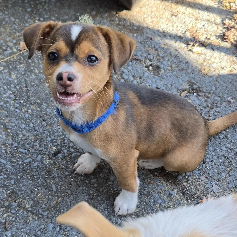 A baby small-sized male Black Chihuahua dog named Dan Auerbach for adoption in Redmond, WA