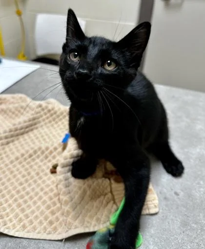 A baby small-sized male Domestic Short Hair cat named King for adoption in Westland, MI