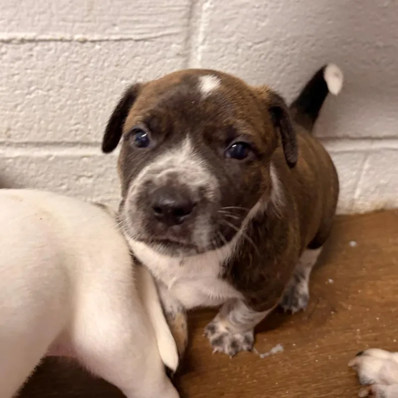 A baby small-sized female Brown / Chocolate Australian Cattle Dog / Blue Heeler dog named Cherry for adoption in Wappingers Falls, NY