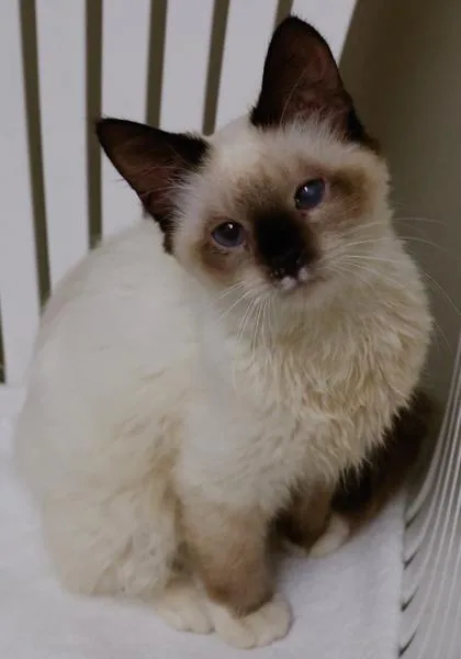 A young small-sized female Siamese cat named Frey for adoption in Baraboo, WI
