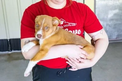 An adult large-sized male Shepherd dog named Scotch for adoption in Kansas City, MO