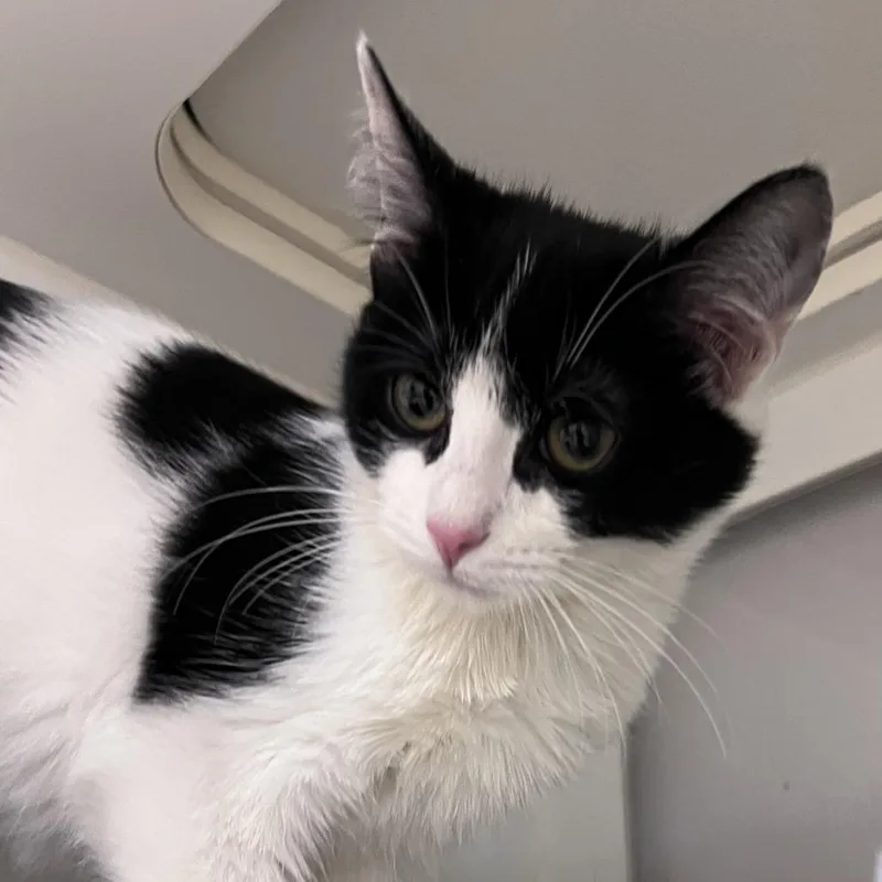 A baby small-sized female Black Domestic Short Hair cat named Cat Benatar for adoption in Chicago, IL