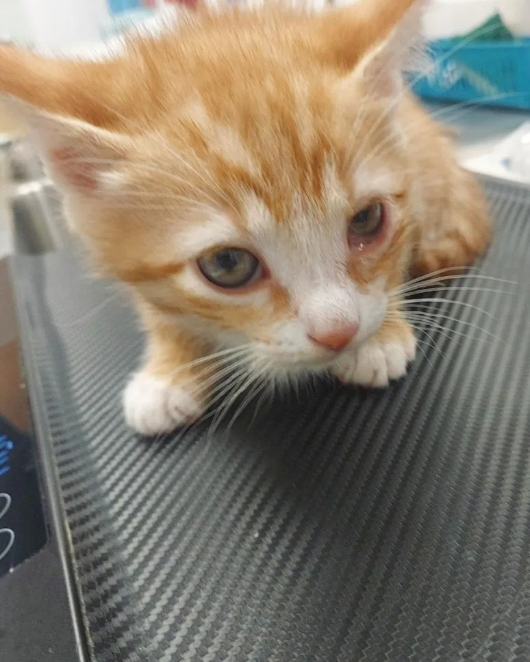 A baby small-sized male Domestic Medium Hair cat named Fergus for adoption in Hartsville, SC