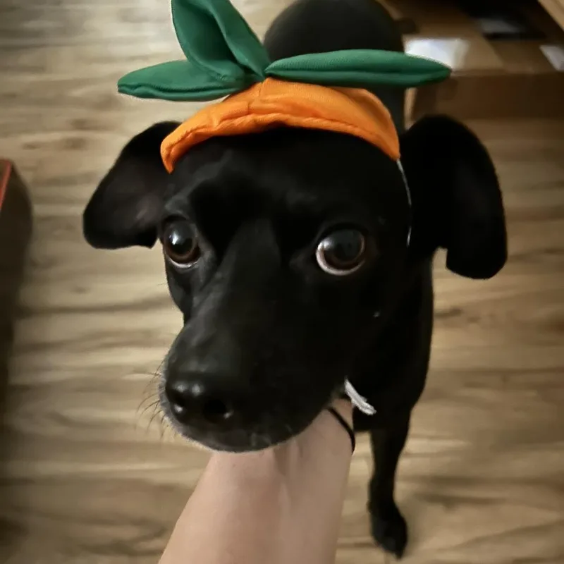 An adult small-sized male Chihuahua dog named Charles Wingus for adoption in San Diego, CA