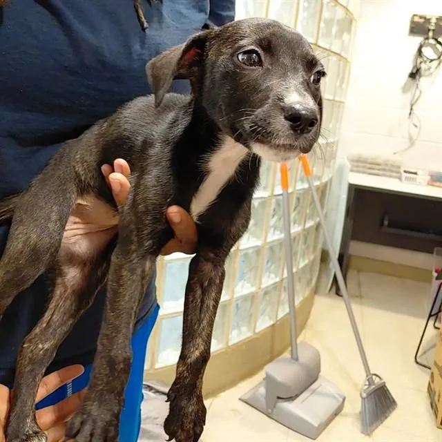 A baby small-sized female Labrador Retriever dog named Daisy for adoption in Huntsville, AL