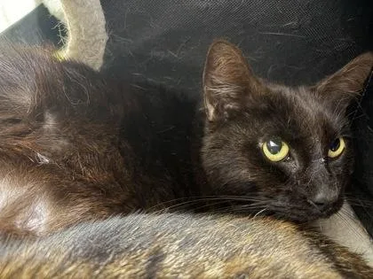 An adult small-sized male Domestic Short Hair cat named Murtaugh for adoption in West Chester, PA