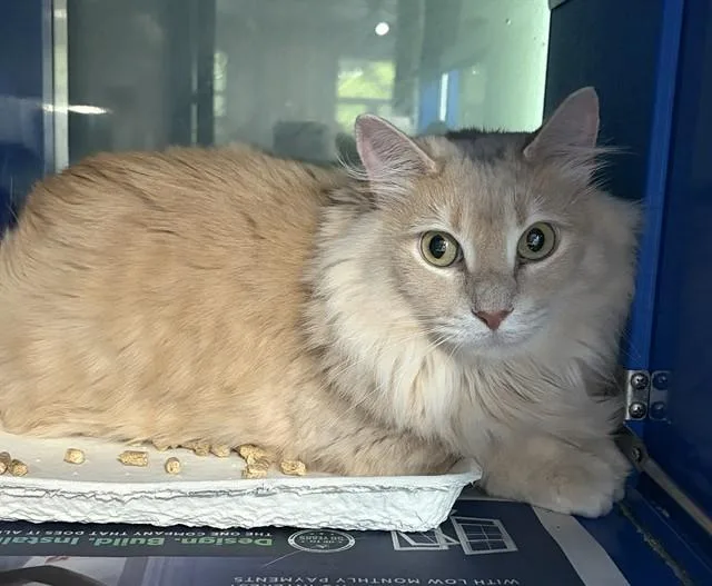 An adult small-sized female Domestic Medium Hair cat named Pumpkin for adoption in Westminster, MD