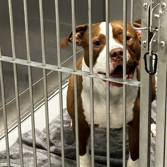 An adult large-sized male Brown / Chocolate Mixed Breed dog named Hercules for adoption in Davenport, IA