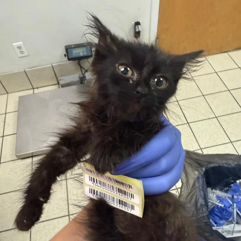A baby small-sized female Black Domestic Medium Hair cat named Bumblebee for adoption in Charleston, WV