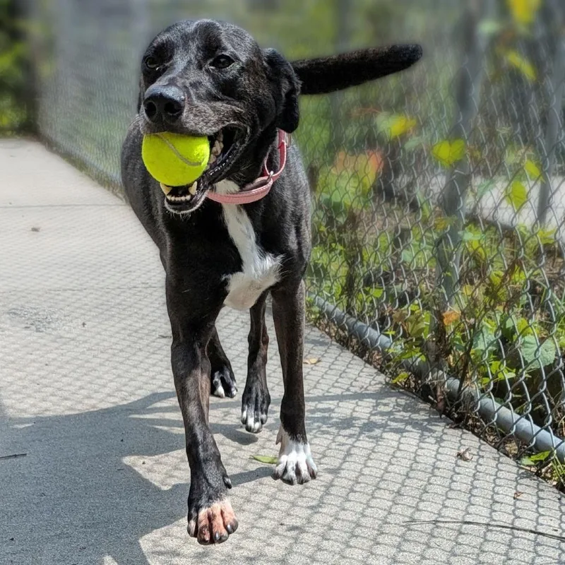 An adult medium-sized male Black Labrador Retriever dog named Koda for adoption in Charlottesville, VA