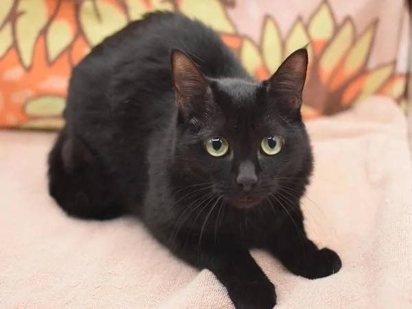 An adult small-sized female Domestic Short Hair cat named Silhouette for adoption in Portland, OR