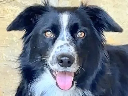 An adult large-sized female Black Mixed Breed dog named Petunia for adoption in Georgetown, TX