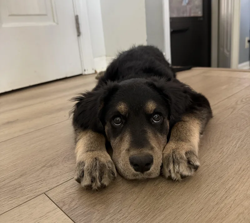 A baby medium-sized female Black Hound dog named Lilah for adoption in Oswego, IL