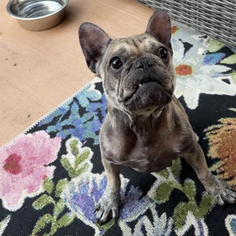 Stella